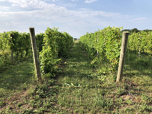 Fig 13_August 8 2018_1 (post-shoot hedging)